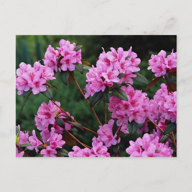 Carte Postale Rhododendrons, Québec, Canada (Devant)