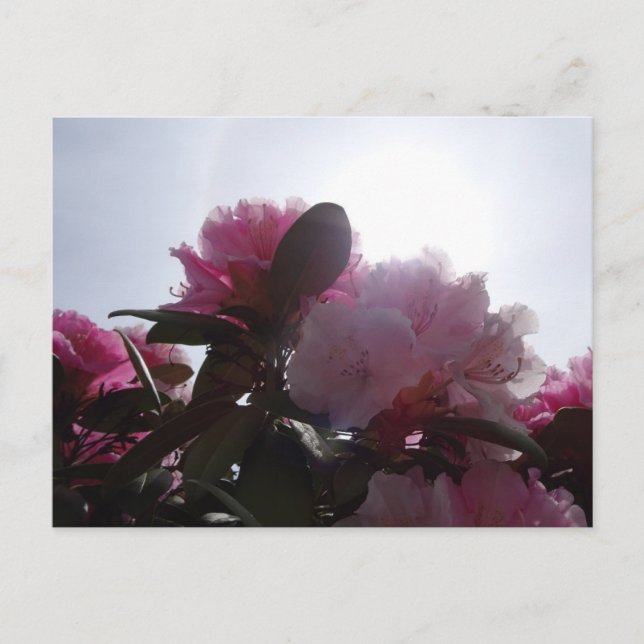 Carte Postale Rhododendrons roses avec Sunlight do-it-yourself c (Devant)