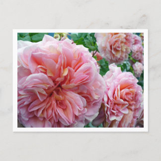 Carte postale Rhododendrum