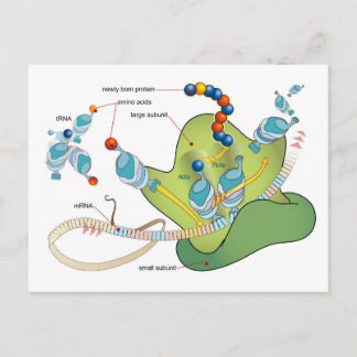 Carte Postale Ribosome mRNA tRNA molecules proteins Diagram 