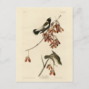 Carte Postale Rice Bird (Bobolink) - Audubon's Birds of America