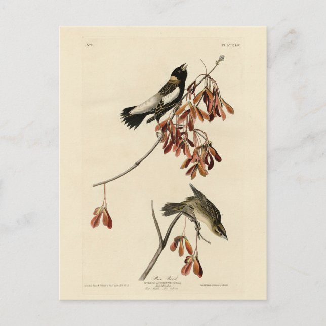 Carte Postale Rice Bird (Bobolink) - Audubon's Birds of America (Devant)