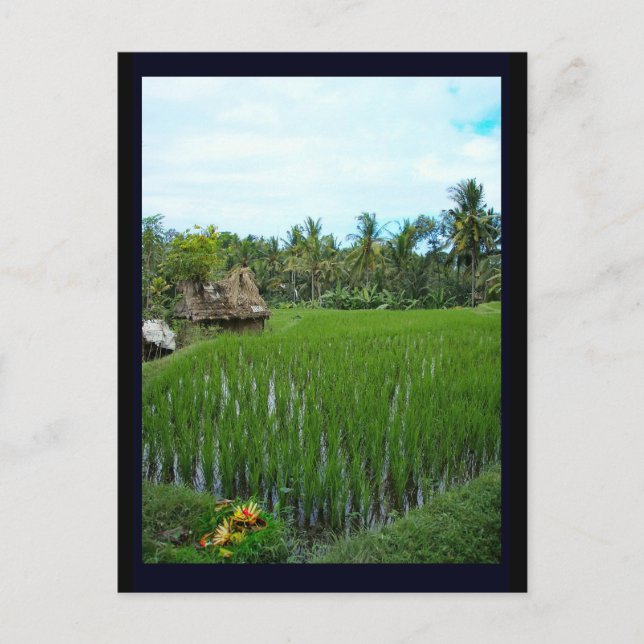 Carte Postale Rice Paddy, Ubud Bali, Indonésie (Devant)