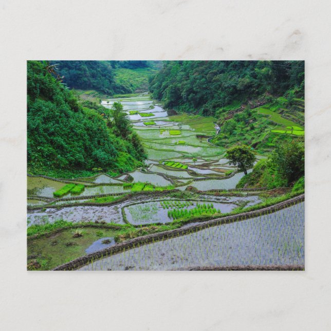 Carte Postale Rice Terraces of Banaue, Luzon (Devant)