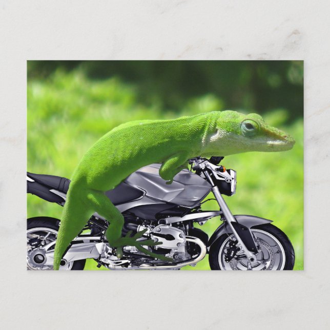 Carte Postale Rider Hawaiian Gecko (Devant)
