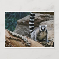 RIng Tail Lemur