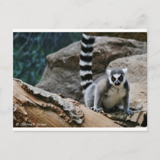 Carte Postale RIng Tail Lemur