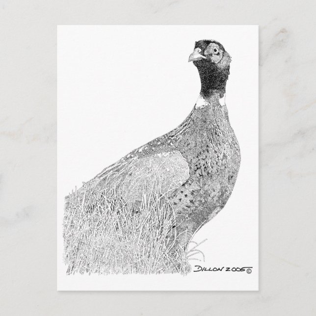 Carte Postale Ringneck Pheasant (Devant)
