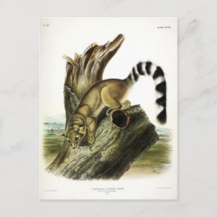 Carte Postale Ringtail (Bassaris à queue annelée, Chat à queue a
