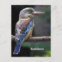 Rire Kookaburra Bird