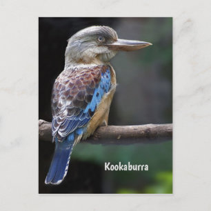 Carte Postale Rire Kookaburra Bird