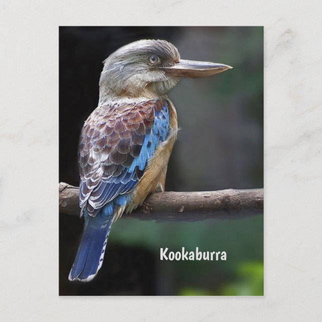 Carte Postale Rire Kookaburra Bird (Devant)