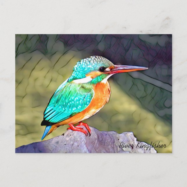 Carte Postale River Kingfisher (Devant)