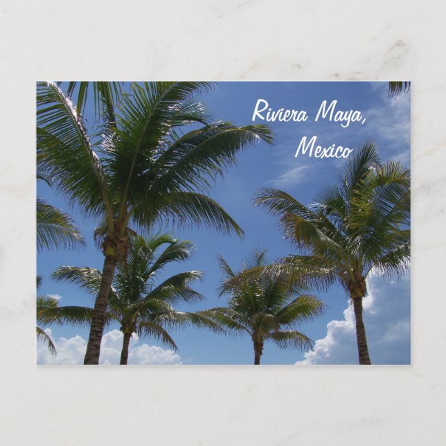 Carte Postale Riviera Maya Cancun Mexique Palmiers des Caraïbes (Devant)