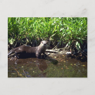 Carte Postale Rivière Otter-été