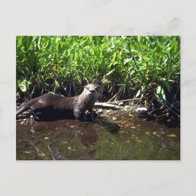 Carte Postale Rivière Otter-été (Devant)