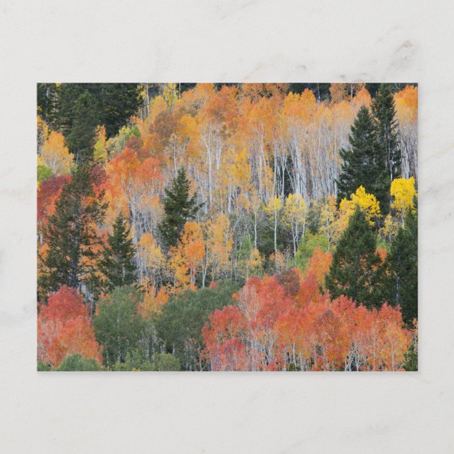 Carte Postale Rivière Provo et trembles (Devant)