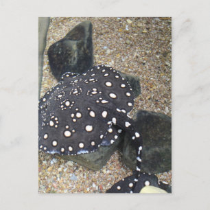 Carte Postale Rivière Stingray # 3