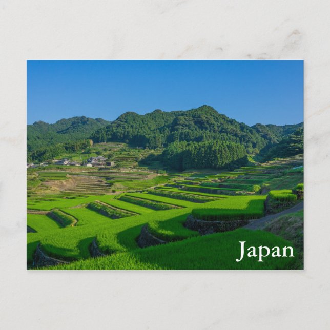 Carte Postale Riz Paddy Field au Japon (Devant)