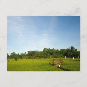 Carte Postale Riz rizières à Bali