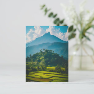 Carte Postale Rizières au pied de la montagne