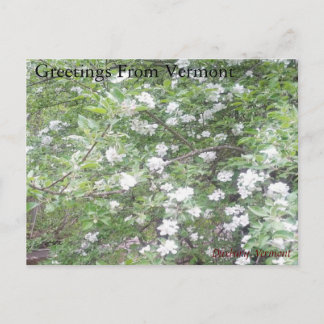 Carte Postale Road side Wonders