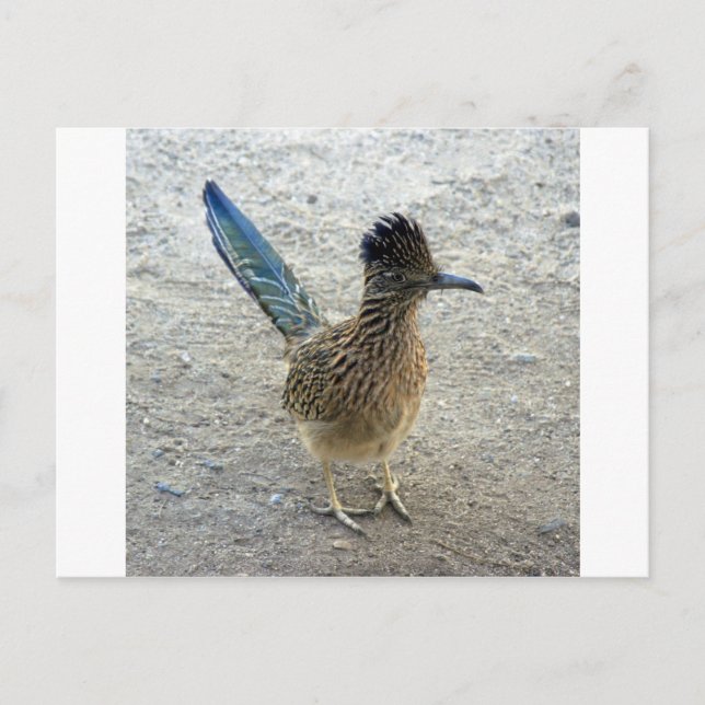 Carte Postale Roadrunner (Devant)