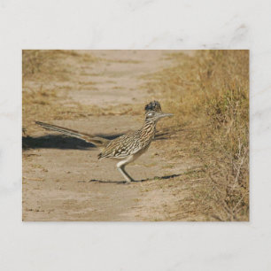 Carte Postale Roadrunner