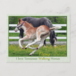 Carte Postale Roan rouge volant