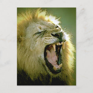 Carte Postale Roaring Lion