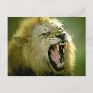 Carte Postale Roaring Lion