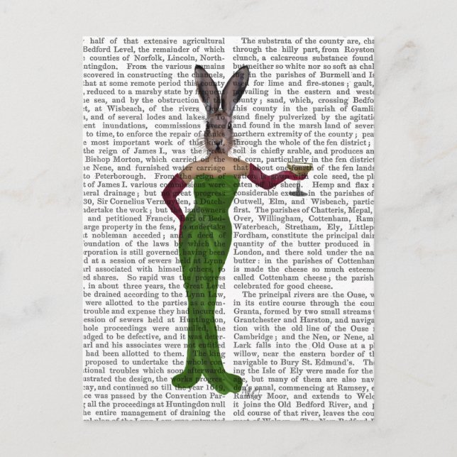 Carte Postale Robe verte de lapin (Devant)