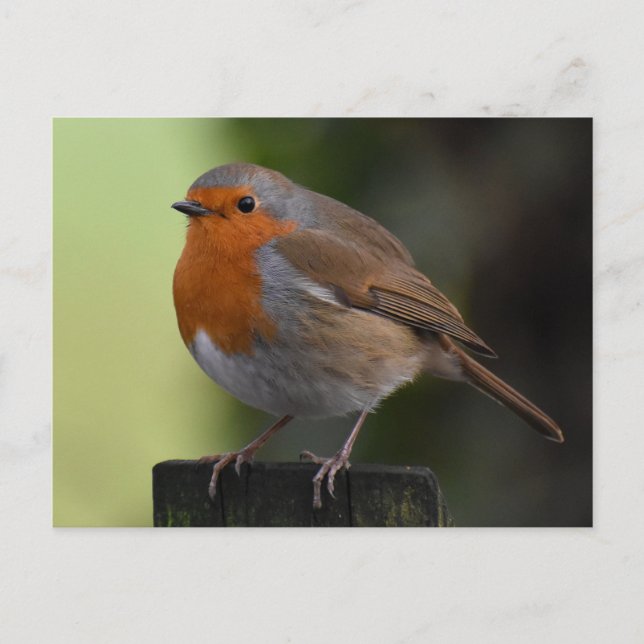 Carte Postale Robin (Devant)