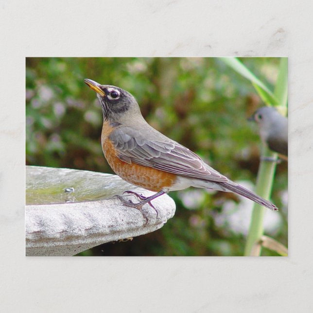 Carte postale Robin (Devant)