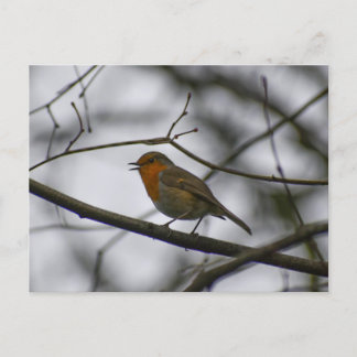 Carte Postale Robin 