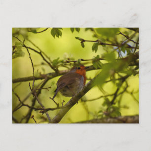 Carte Postale Robin