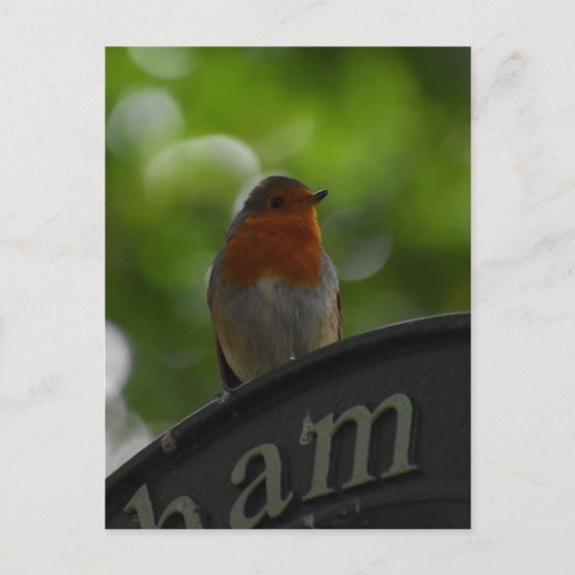 Carte Postale Robin (Devant)