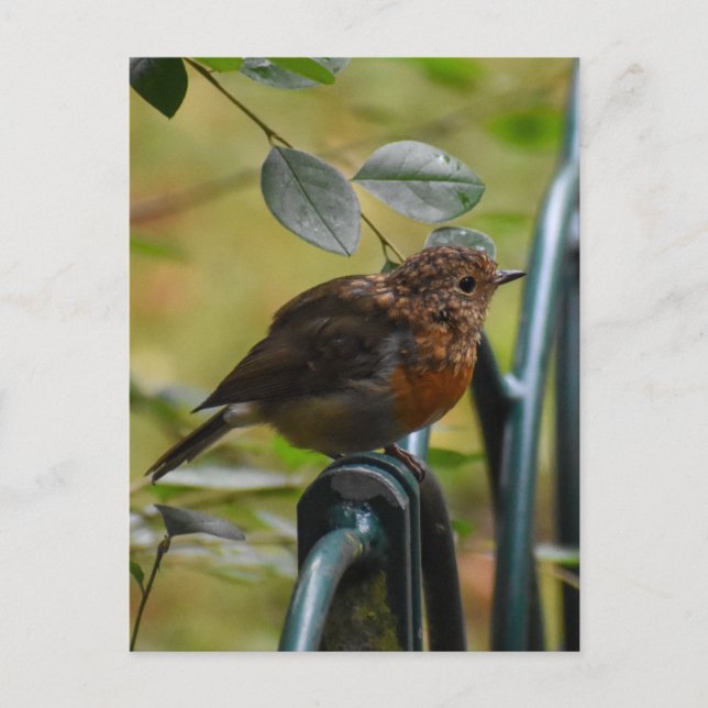 Carte Postale Robin (Devant)