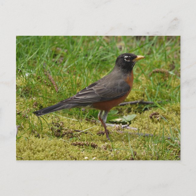 Carte Postale Robin (Devant)