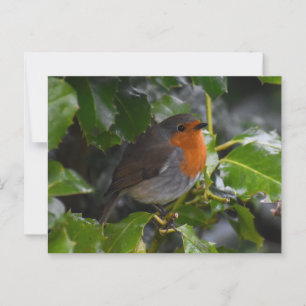 Carte Postale Robin