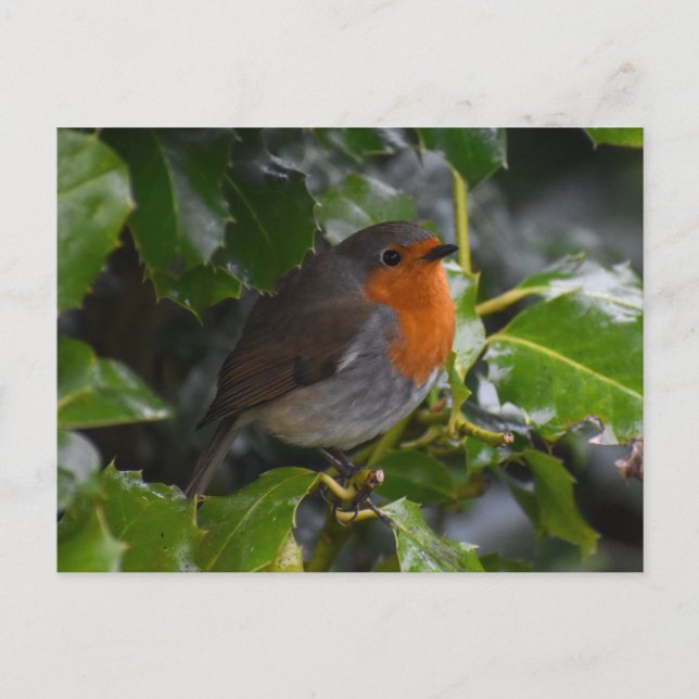 Carte Postale Robin (Devant)
