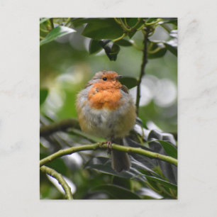 Carte Postale Robin