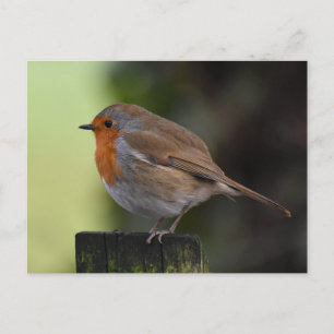 Carte Postale Robin
