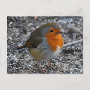 Carte Postale Robin