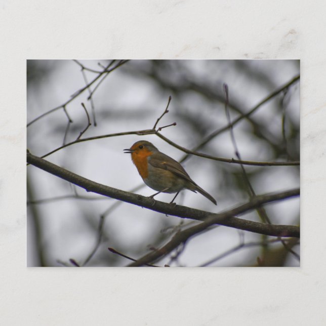 Carte Postale Robin  (Devant)