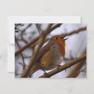 Carte Postale Robin