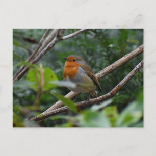 Carte Postale Robin