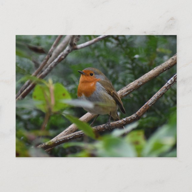Carte Postale Robin (Devant)