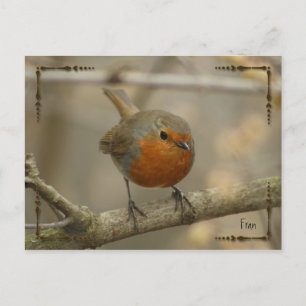 Carte Postale robin