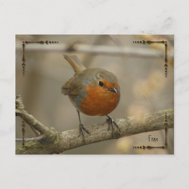Carte Postale robin (Devant)